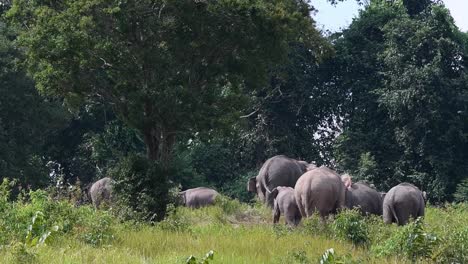 An-herd-gathering-around-a-tree-during-the-afternoon,-junior-runs-towards-the-big-daddy-in-the-middle