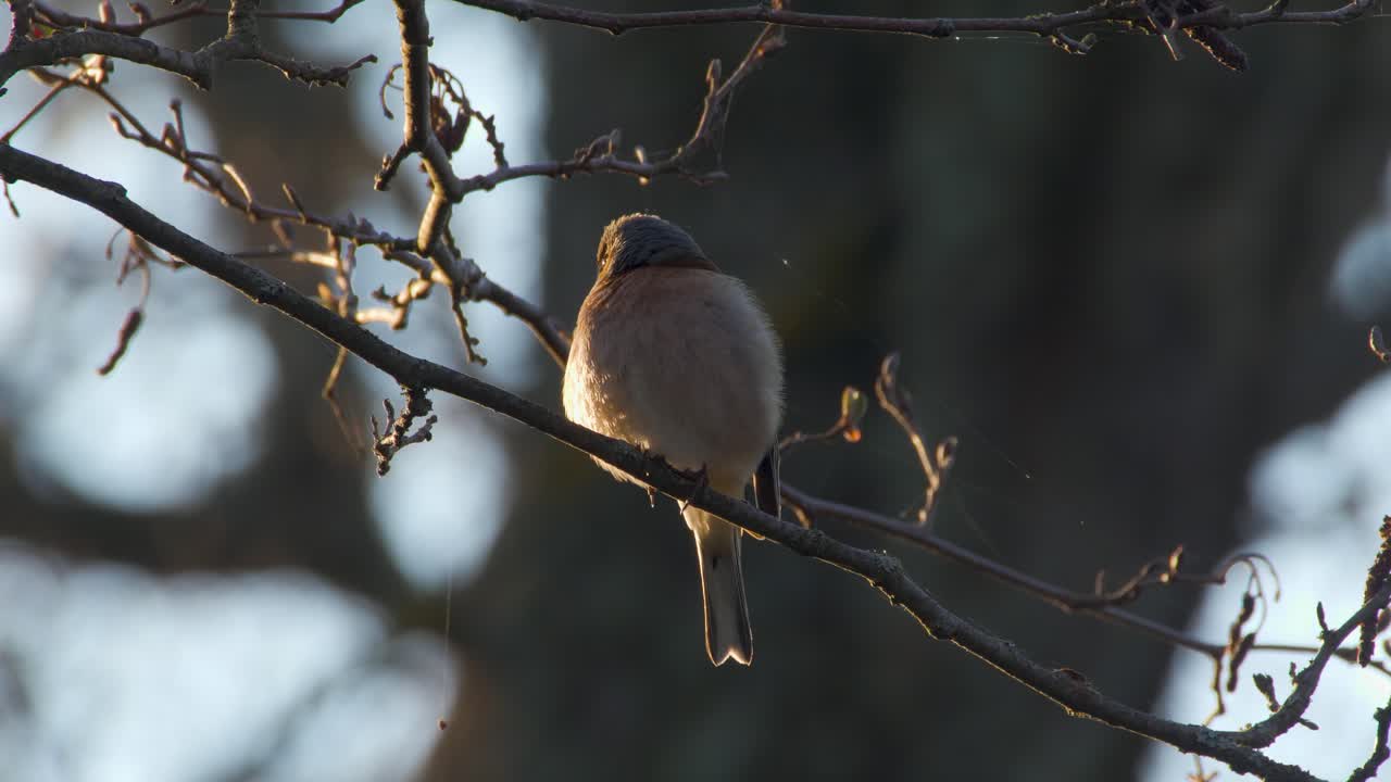 아침에 나뭇가지에 있는 chaffinch fringilla coelebs