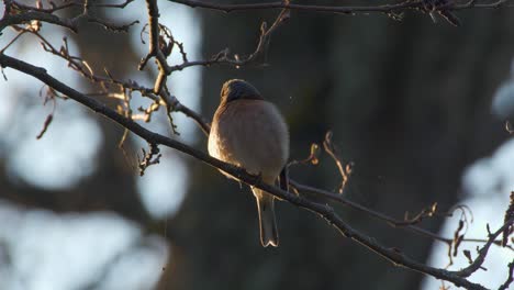 Buchfink-Fringilla-Coelebs-Auf-Einem-Ast-Am-Morgen