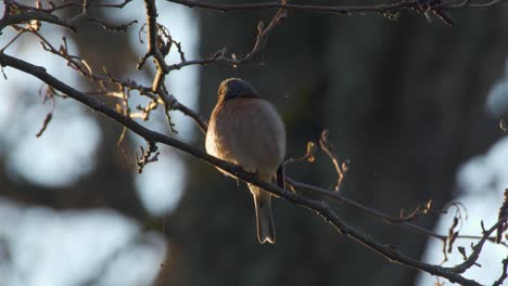 chaffinch fringilla coelebs en una rama por la mañana