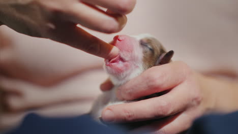 cachorro recién nacido chupa dedo instintos concepto 01