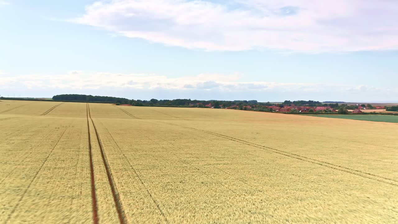 Norfolk Farm Fields Aerial Drone low fly over wheat fields