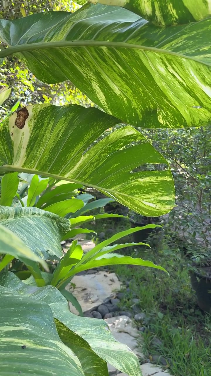 Foglie variegate di Monstera che ondeggiano delicatamente in un giardino tropicale
