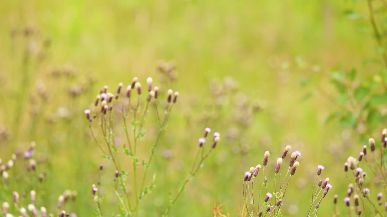 Purple thistle wildflowers sway in a sunlit meadow, soft focus, slow camera pan, natural light
