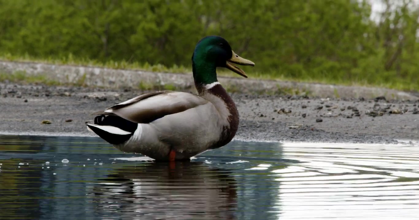 Un germano reale maschio con una testa verde brillante si trova in una pozzanghera d'acqua poco profonda con il becco aperto, apparentemente starnazzando. Lo sfondo è un ambiente naturale sfocato.