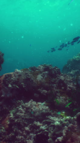arrecife de coral submarino con peces de colores