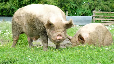 cerdos olfateando el concepto de agricultura agrícola del suelo