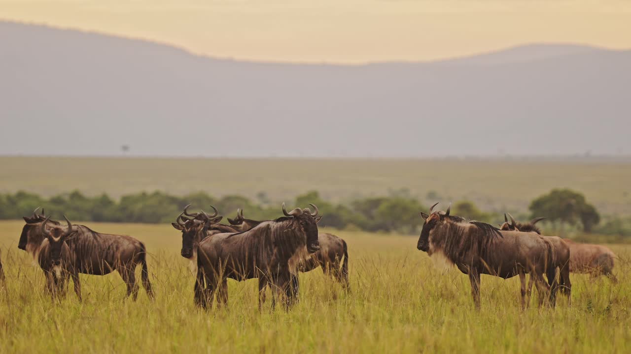gnu pastando en las llanuras de la sabana paisaje paisaje en áfrica, masai mara safari animales silvestres en las praderas hierba sabana, gran migración de masai mara a serengeti
