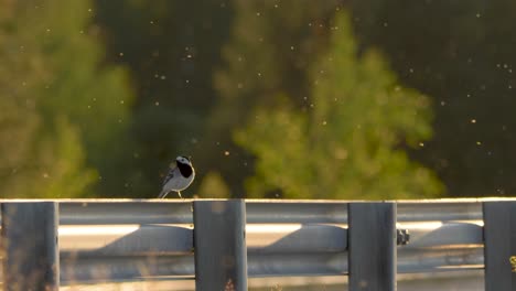 wagtail sitting on road railing in northern sweden