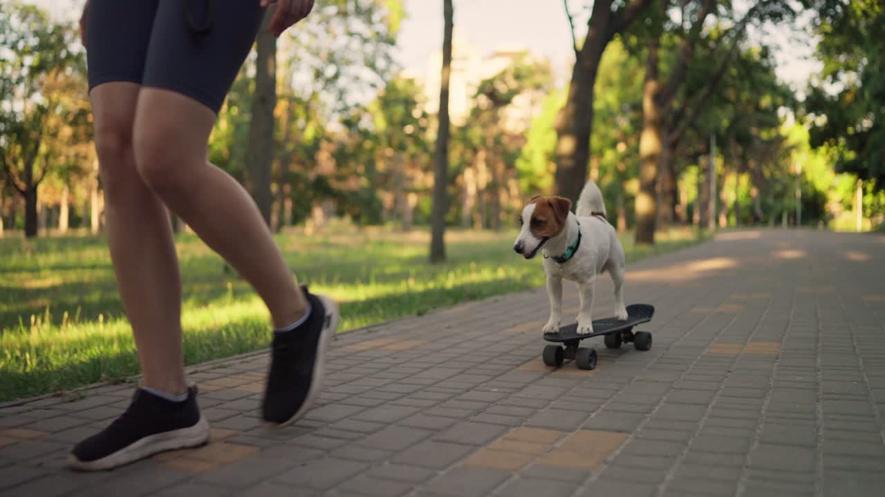 Cane che fa skateboard in un parco.
