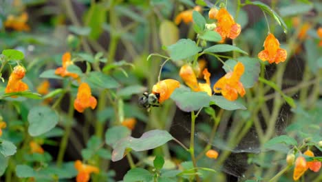 slow-motion footage of a bumblebee pollinating a spotted jewelweed