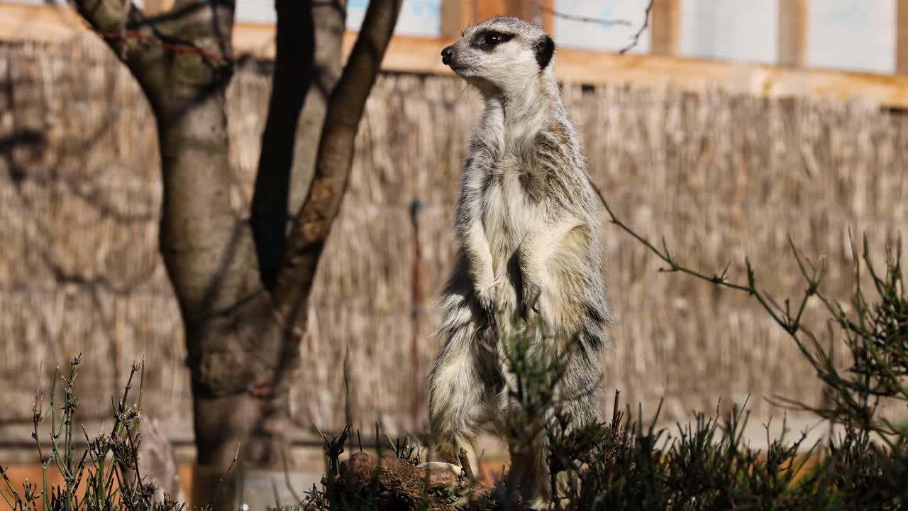 suricata en alerta sobre los troncos en la naturaleza