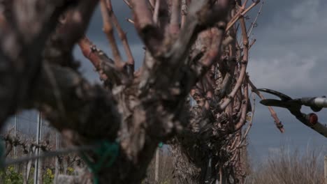 close-up of the vines in a vineyard as they are being pruned to get ready for the springtime