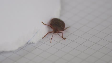 un bicho apestoso arrastrándose sobre un pedazo de papel blanco, disparo de cerca