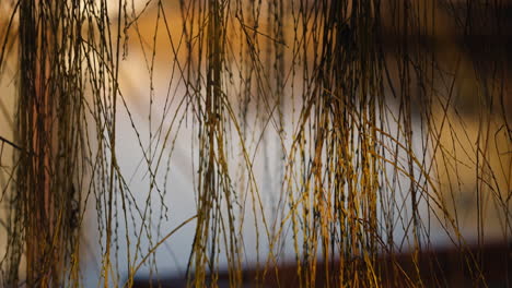 slow motion shot of thin tree branches hanging and swaying in the wind