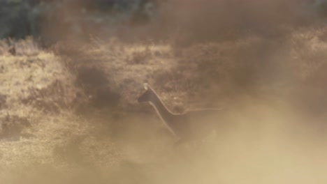 guanaco walks out from behind a bush