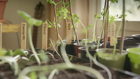 Growing-vegetables-at-home-during-pandemic-times,-micro-greens,-tracking-left