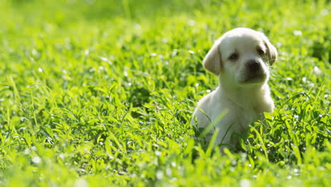 kleine schattige witte labrador puppy op groen gras op een zomerdag