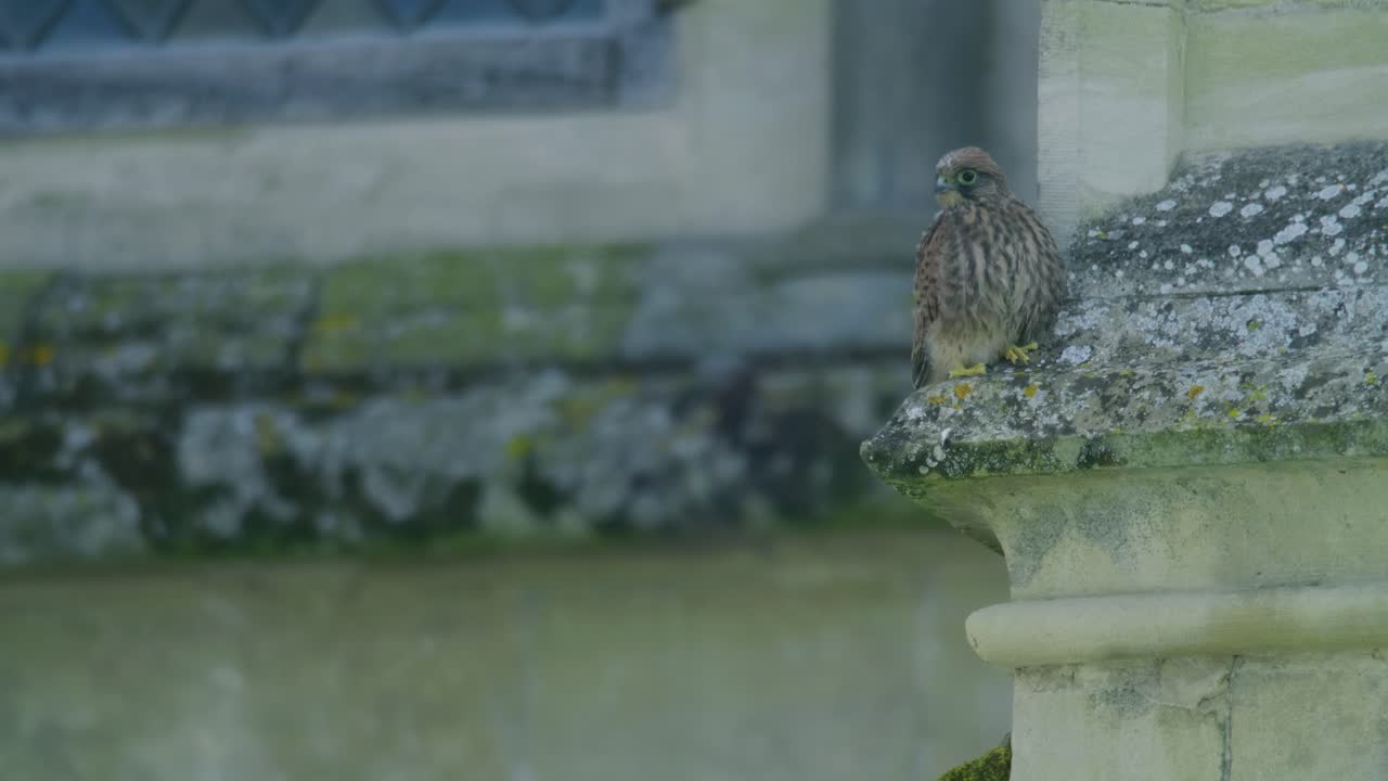 Juvenile common kestrel walking along historic church stonework in England showing natural behaviour of a young bird of prey