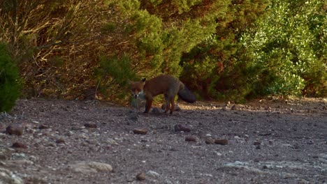 telephoto shot of red fox digs stolen food underground then hides in bushes