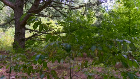 Flora-and-Trees-Within-the-Forest-at-Blackwater-National-Wildlife-Refuge,-Maryland,-United-States---Pan-Up-Shot