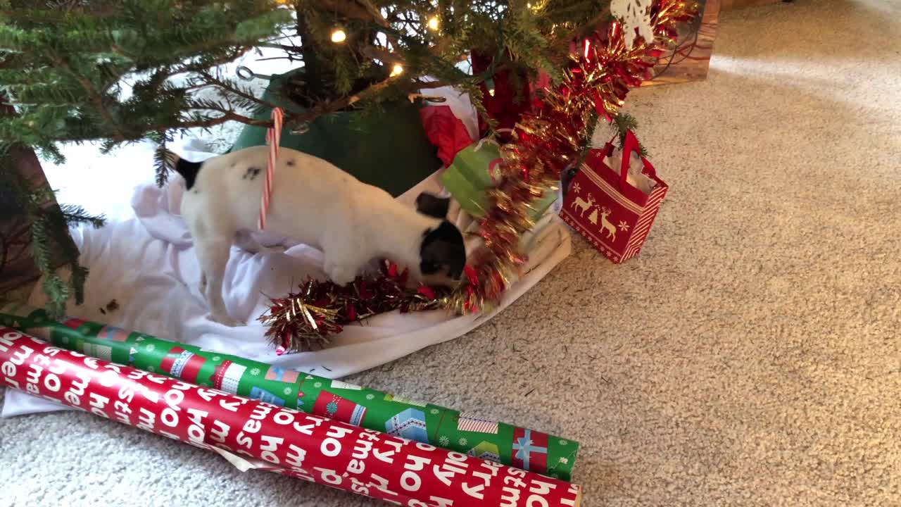 크리스마스 트리 장식 주위를 노는 작은 개