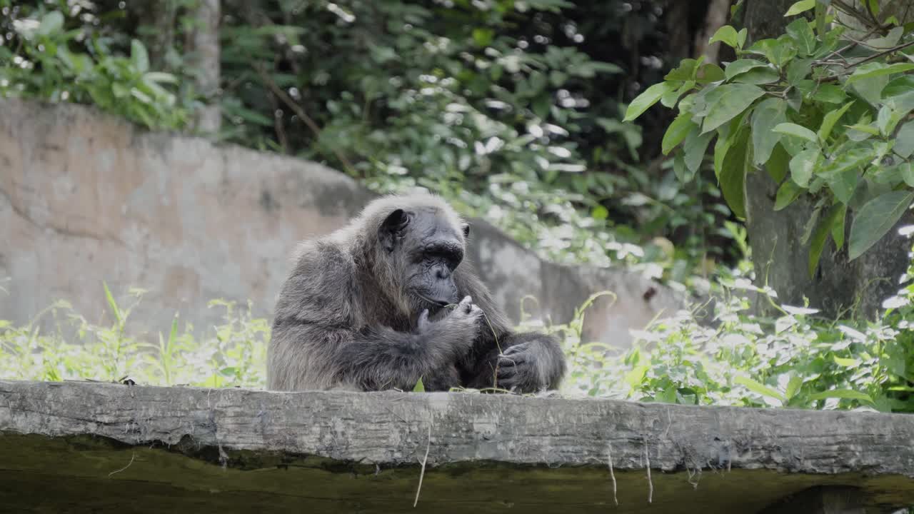 un viejo chimpancé maduro sentado en la repisa de un recinto alimentándose de la vegetación circundante, tailandia