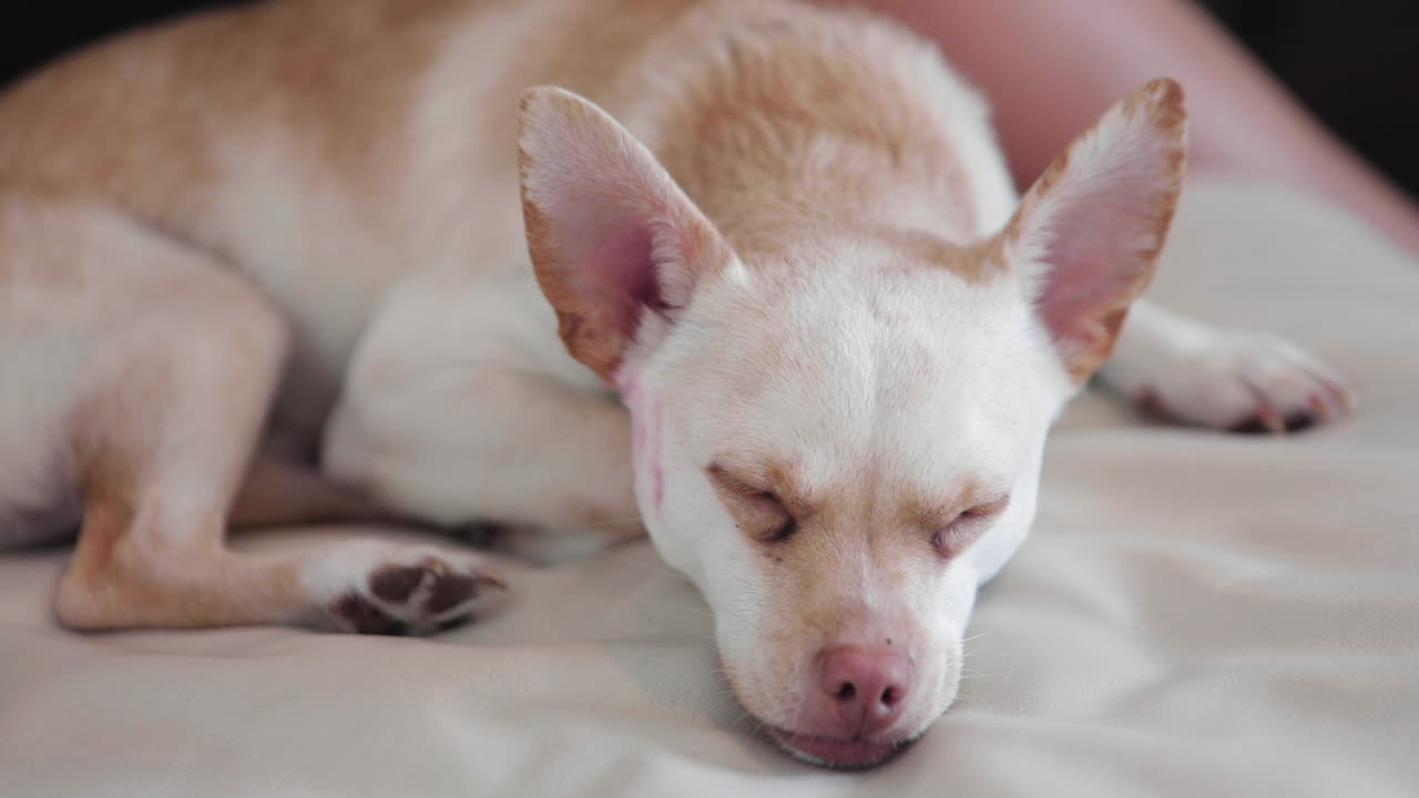 cerca de un hermoso perro blanco durmiendo en el sofá