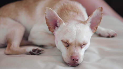 close up of a beautiful white dog sleeping on the couch