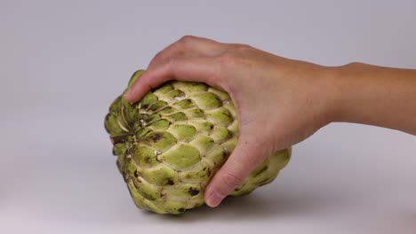 hands examining a custard apple from various angles