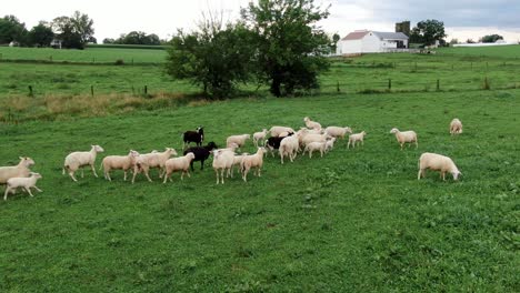 Flock-of-black-and-white-ewes,-baby-lambs,-sheep-in-meadow,-farm-barn-buildings-in-distance,-aerial-push-in-shot,-mutton-and-sheep's-milk-theme