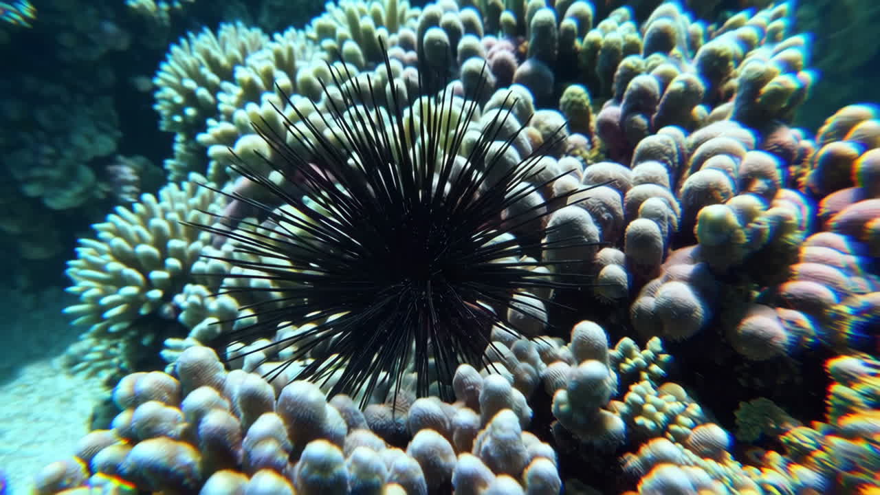 Black Sea Urchin and Coral Reef