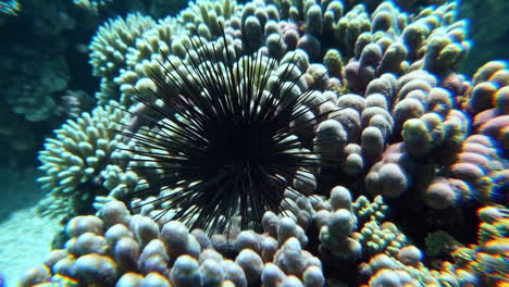black sea urchin and coral reef