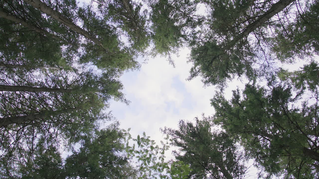 Upward view of forest canopy with circular opening in sky framed by tall green pine trees, evoking calmness and connection to nature in a symmetrical, abstract perspective