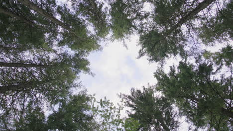 upward view of forest canopy with circular opening in sky framed by tall green pine trees, evoking calmness and connection to nature in a symmetrical, abstract perspective