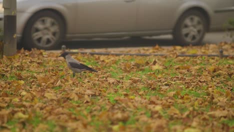 Pájaro-Estornino-Rosado-Caminando-Sobre-Hojas-Secas-Caídas-En-El-Parque-Durante-El-Otoño