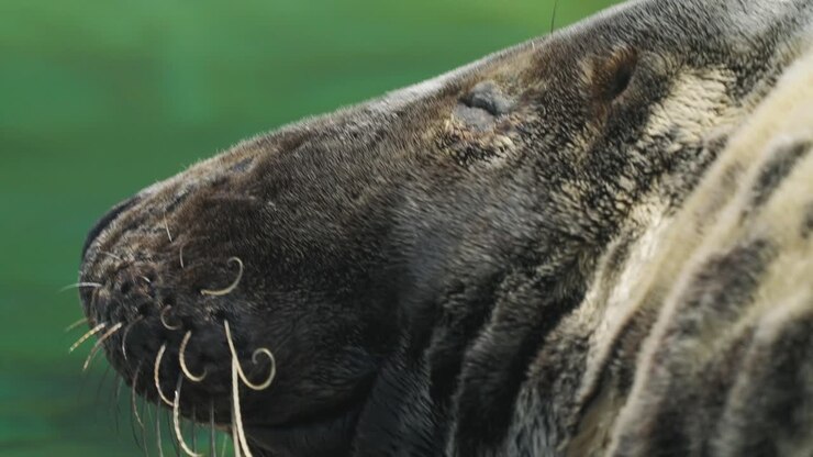 Grey Seal