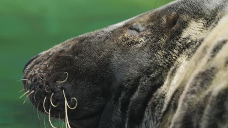 Grey-Seal