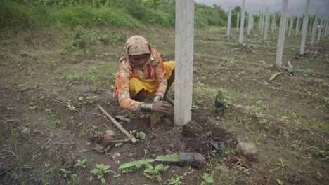 Agricultor-Indio-Plantando-Retoños-De-Fruta-Del-Dragón-En