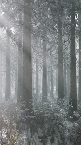 sunbeams in a misty winter forest