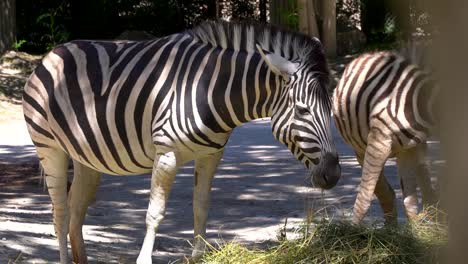 Atemberaubende-Zebras,-Die-In-Natürlicher-Umgebung-Im-Freien-Fressen---Handaufnahme
