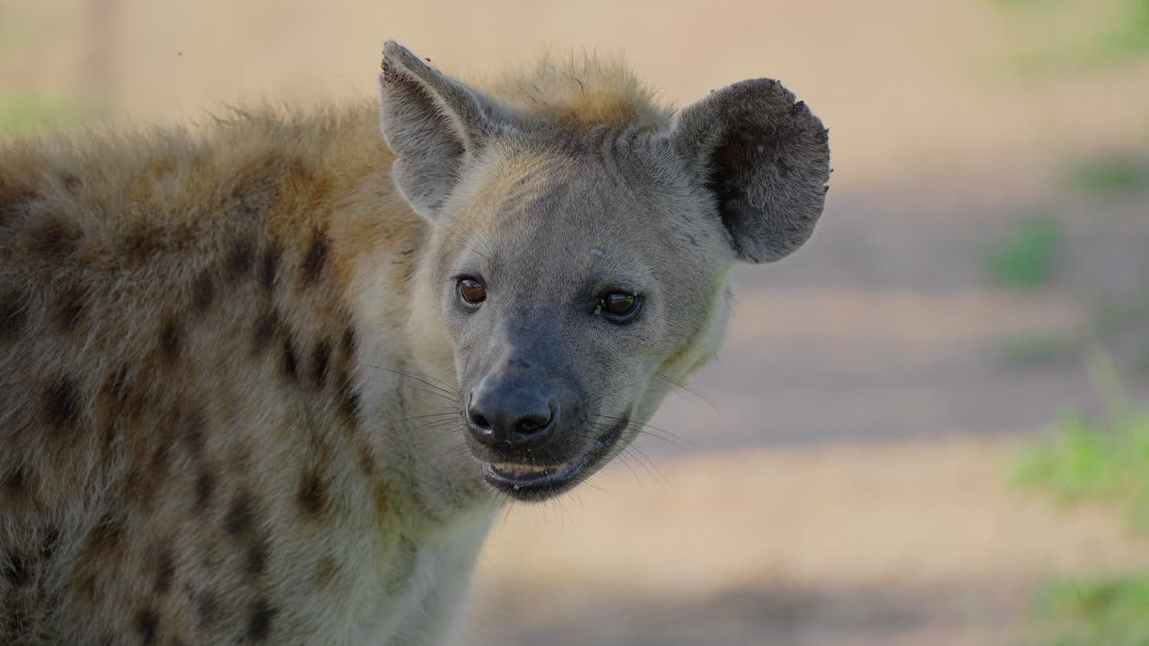 얼룩진 히에나 초상화