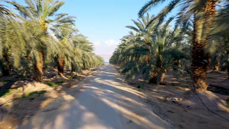 Road-between-lines-of-palm-trees-in-summer,-forward-shot