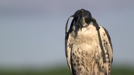 saker falcon wearing leather hood to keep bird calm during manning process