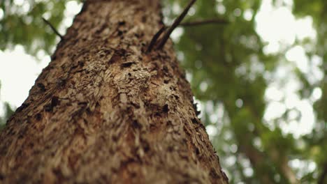Low angle close shot of tree bark with a blurry background