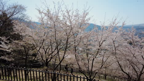 Sakura-Kirschblüte-Im-Frühling-In-Japan