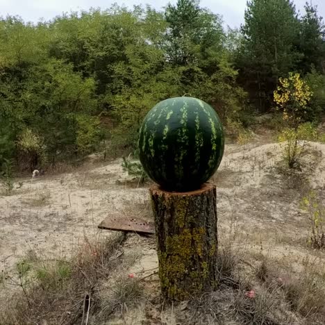 A-watermelon-is-shot-and-explodes-into-small-pieces-2