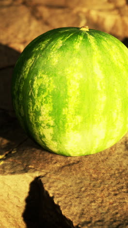 ripe watermelon on a sunny day