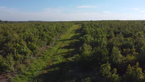 vista aérea de la carretera en la plantación de yerba mate, bebida tradicional de argentina