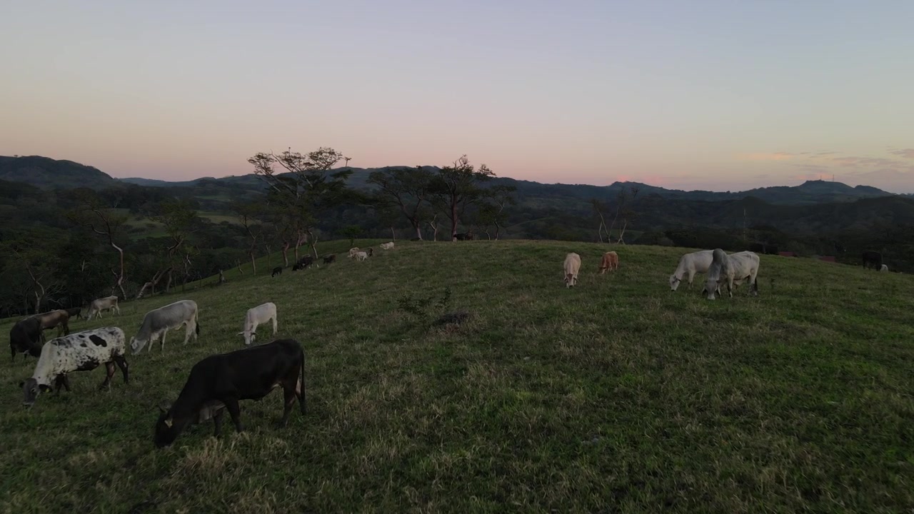 Gado em uma bela fazenda mexicana.